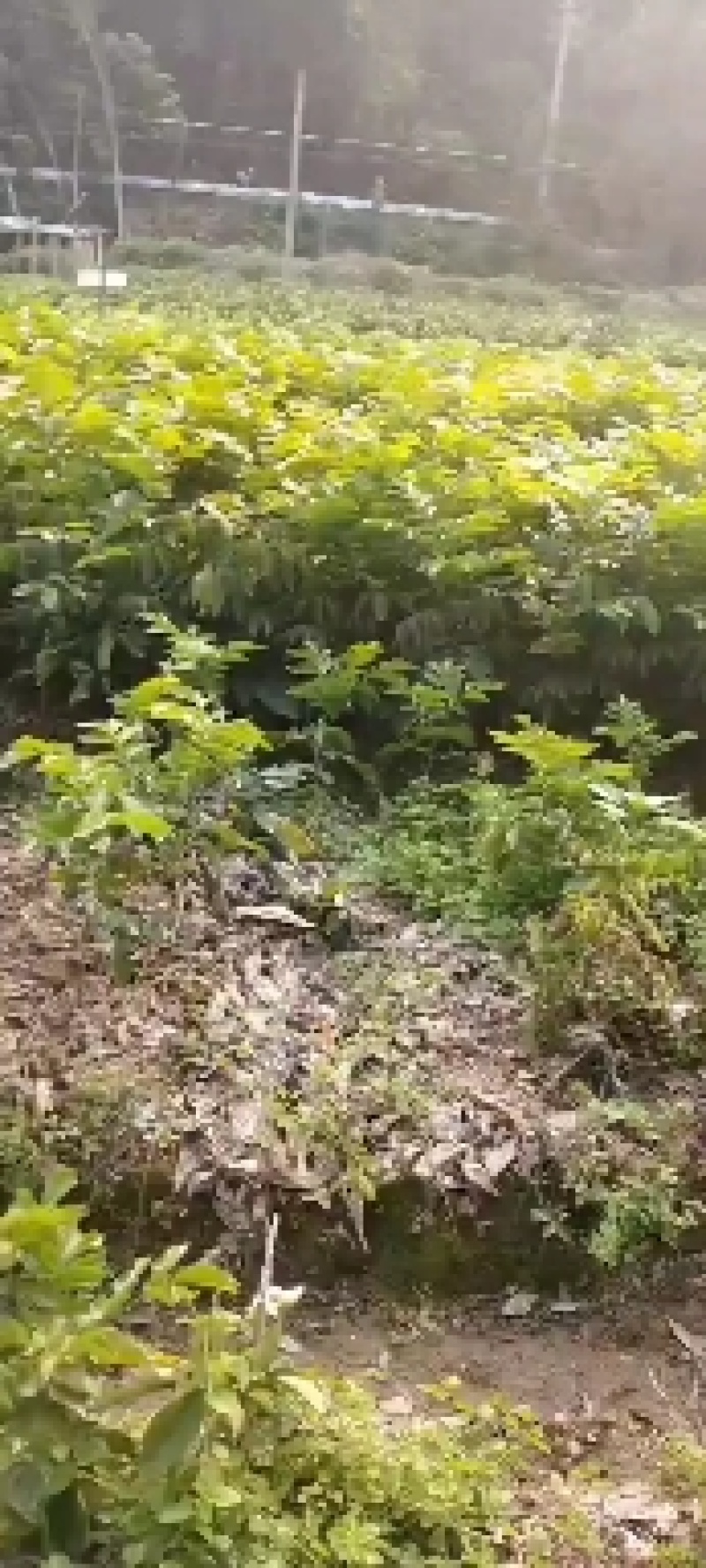 广西省桂林市阳朔县黄皮果，产地直销，物美价廉