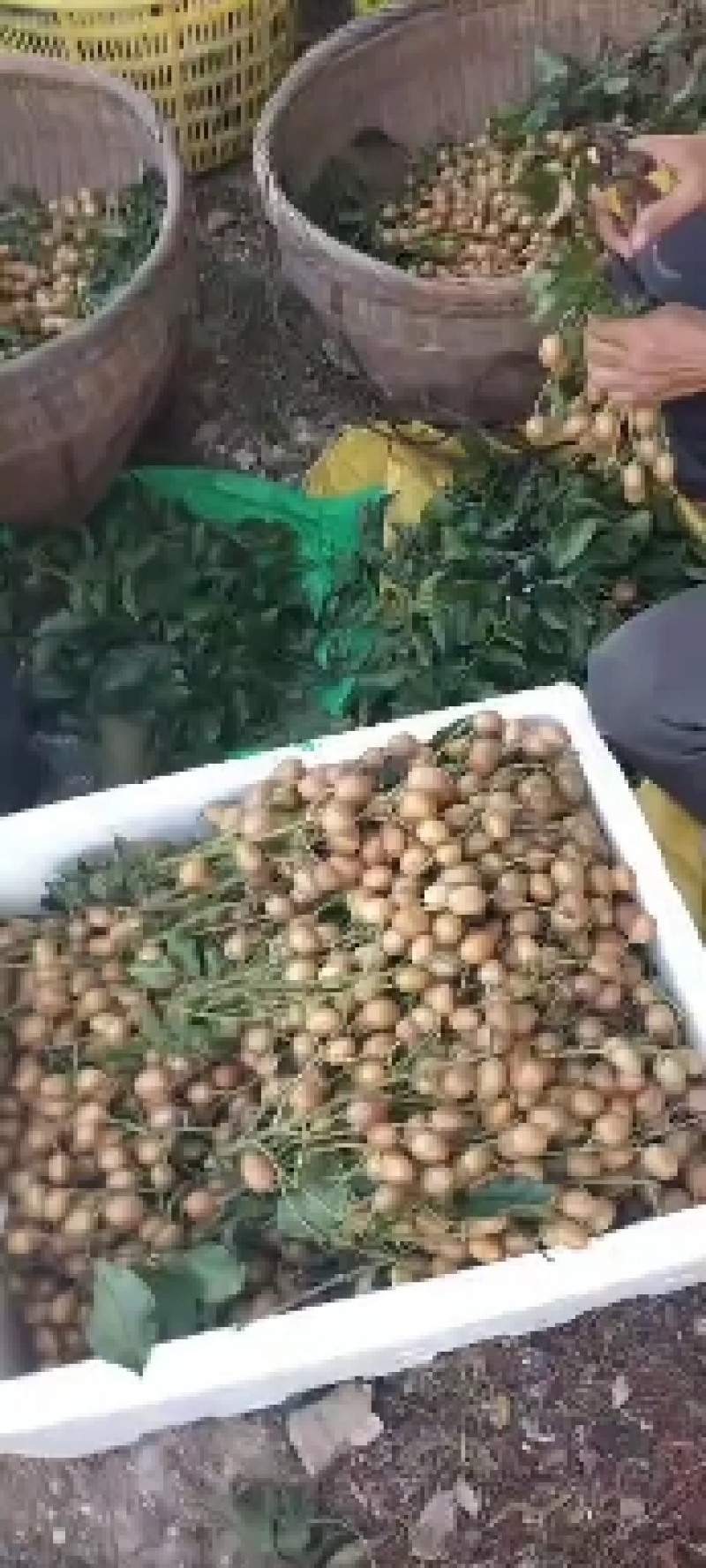 广西省桂林市阳朔县黄皮果，产地直销，物美价廉