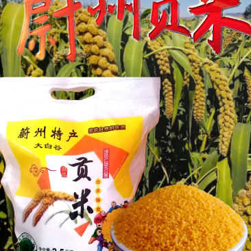 蔚州贡米批发（黄小米）新米油多批发价包邮地头发货小米包邮