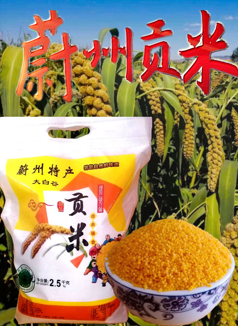 蔚州贡米批发（黄小米）新米油多批发价包邮地头发货小米包邮