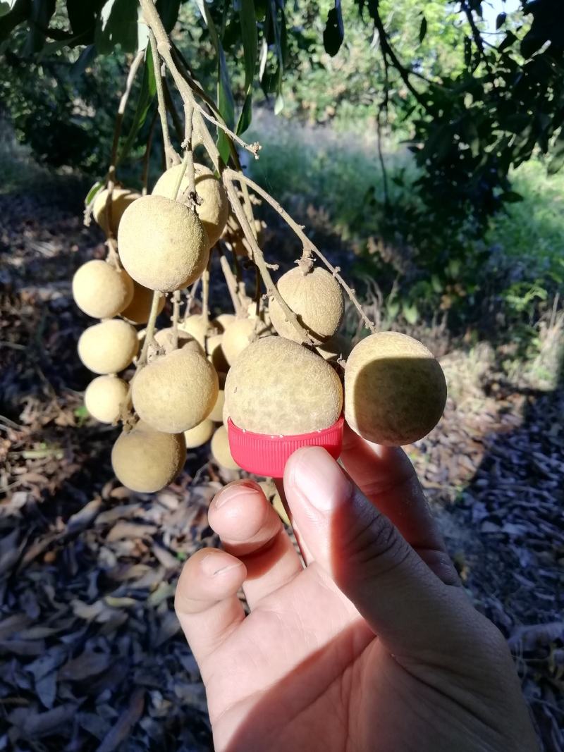 广东龙眼饶平草埔龙眼草菇龙眼欢迎工厂加工果对接