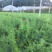 中药材天冬苗基地一手货源……………………