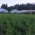 中药材天冬苗基地一手货源……………………
