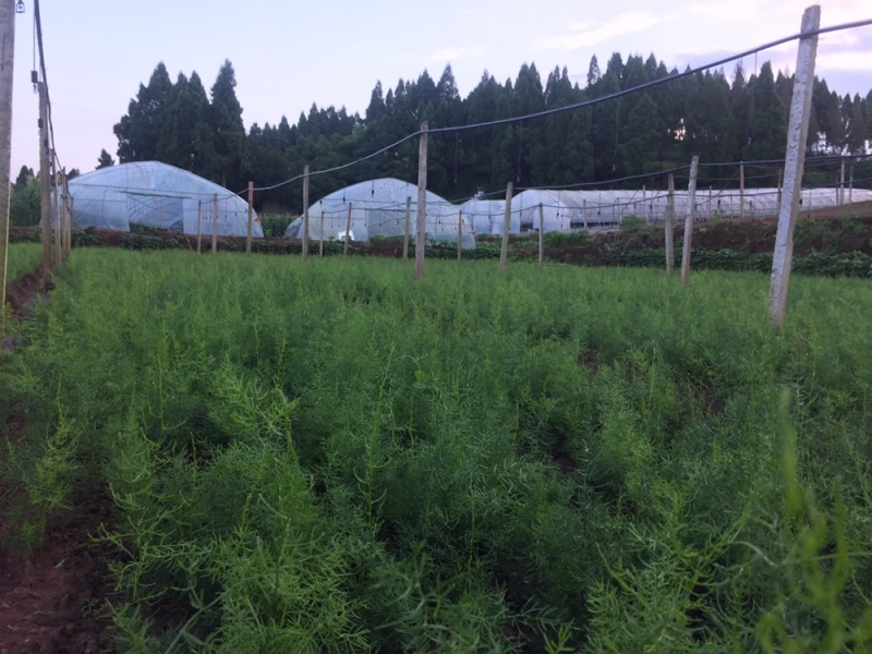 中药材天冬苗基地一手货源……………………