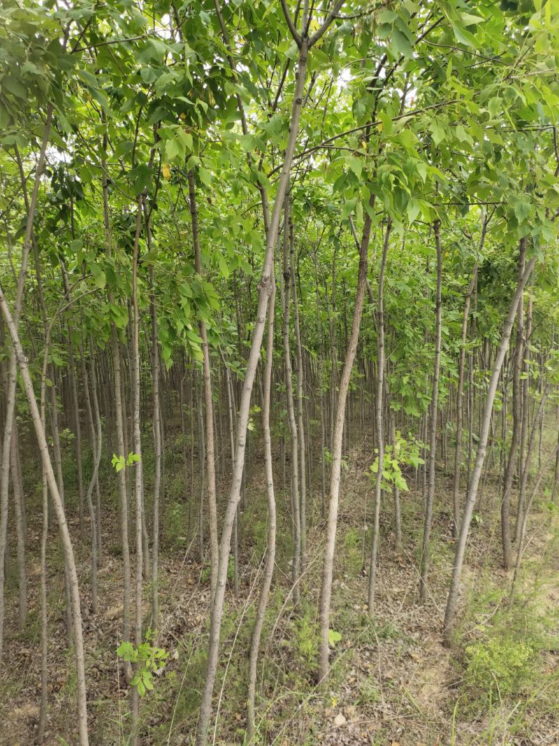 出售老白蜡2公分2.5公分3公分自己苗圃的量大价优