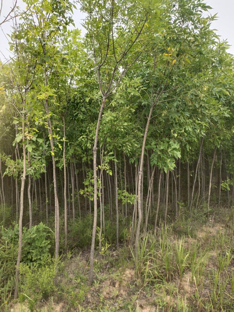 出售老白蜡2公分2.5公分3公分自己苗圃的量大价优
