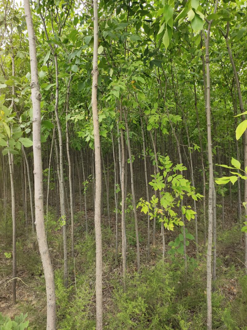 出售老白蜡2公分2.5公分3公分自己苗圃的量大价优