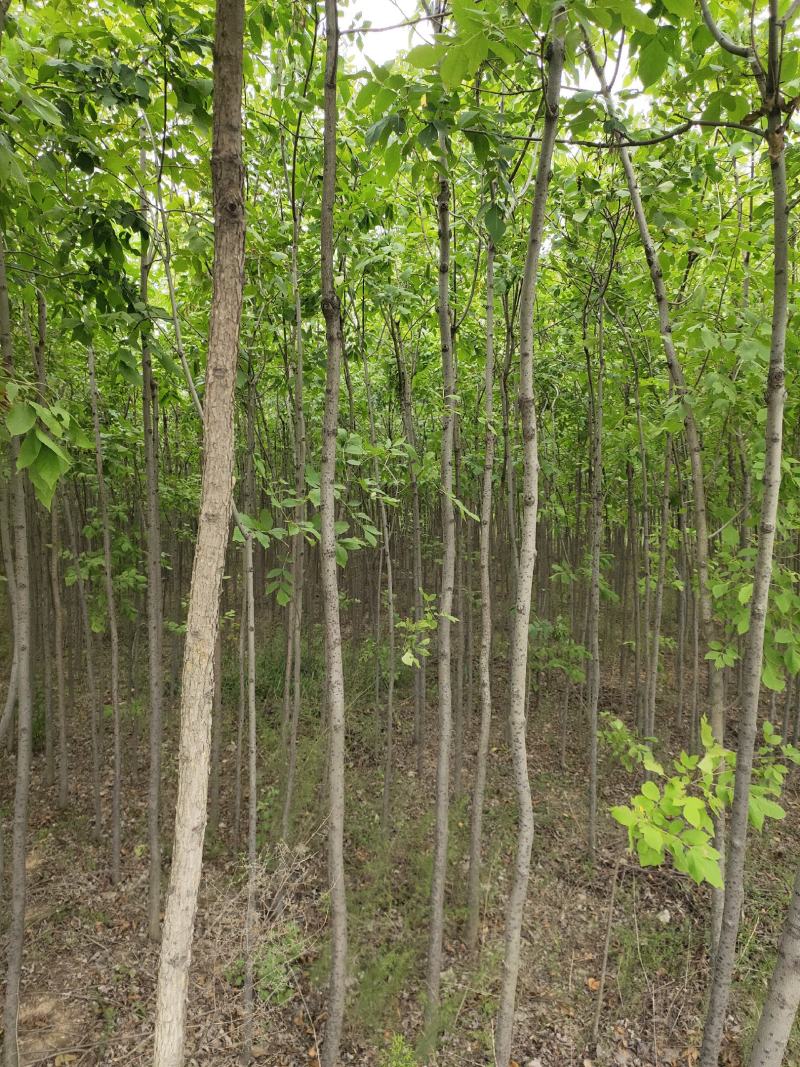 出售老白蜡2公分2.5公分3公分自己苗圃的量大价优