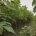 出售老白蜡2公分2.5公分3公分自己苗圃的量大价优