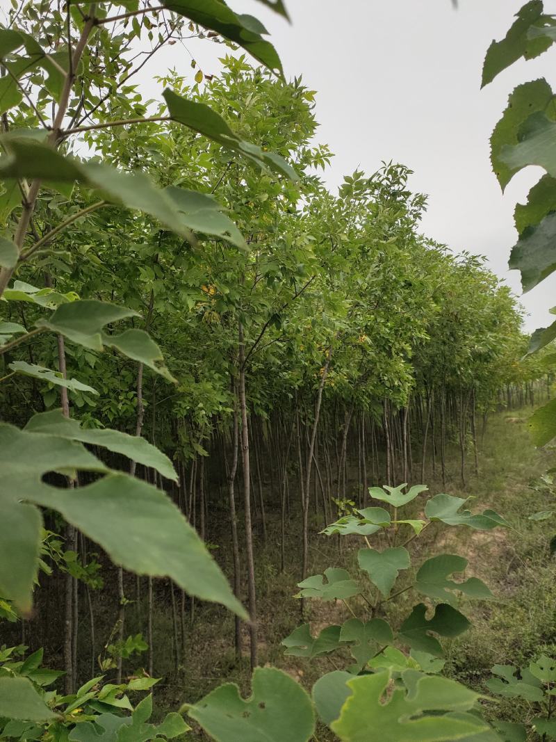 出售老白蜡2公分2.5公分3公分自己苗圃的量大价优