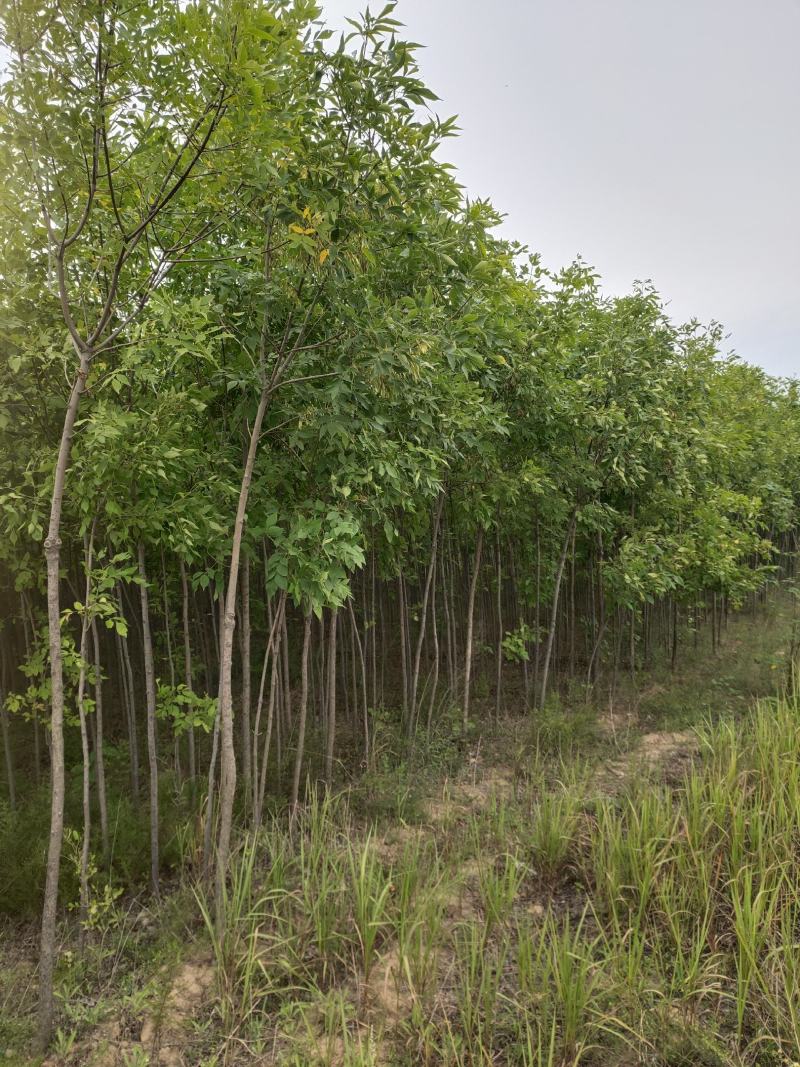 出售老白蜡2公分2.5公分3公分自己苗圃的量大价优