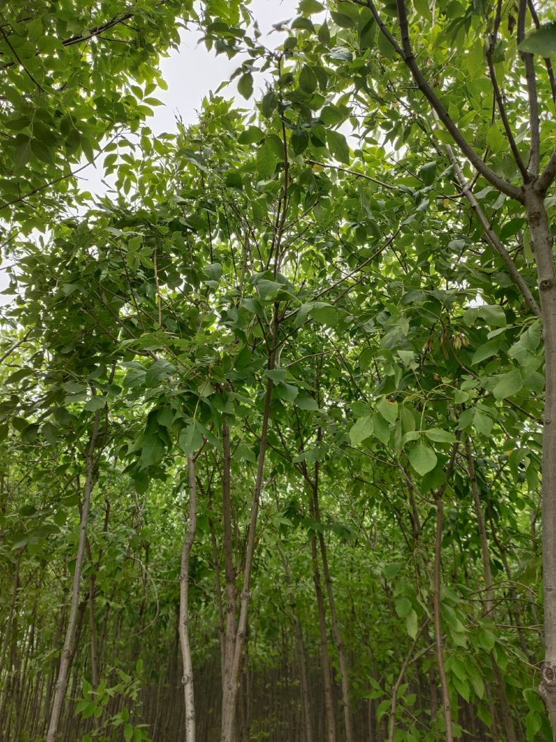 出售老白蜡2公分2.5公分3公分自己苗圃的量大价优