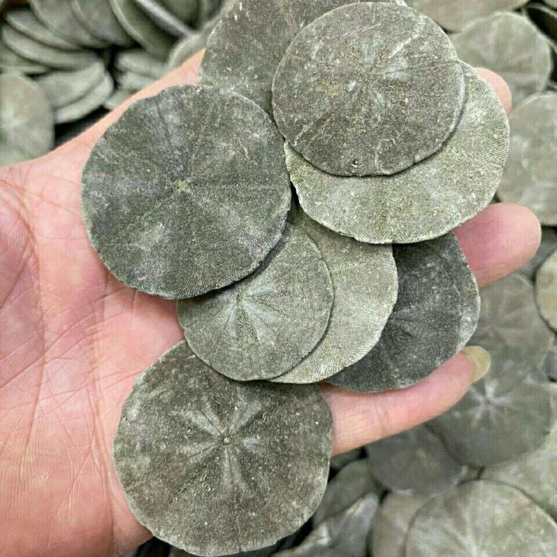 正品海金钱中药材可打粉产地批发一手货源