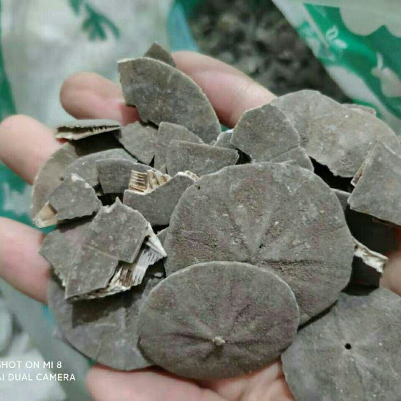 正品海金钱中药材可打粉产地批发一手货源