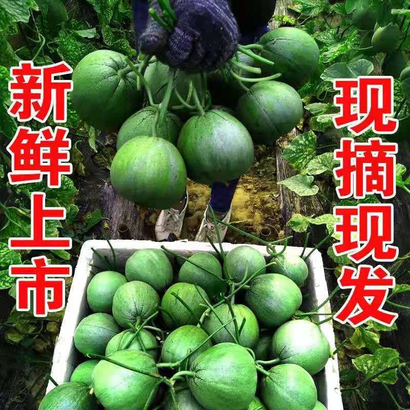绿宝甜瓜大量现货！发李甜瓜主产地！支持全网一件代发代购