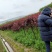 胸径5厘米香花槐，裸根截杆发货，甘肃本地货源