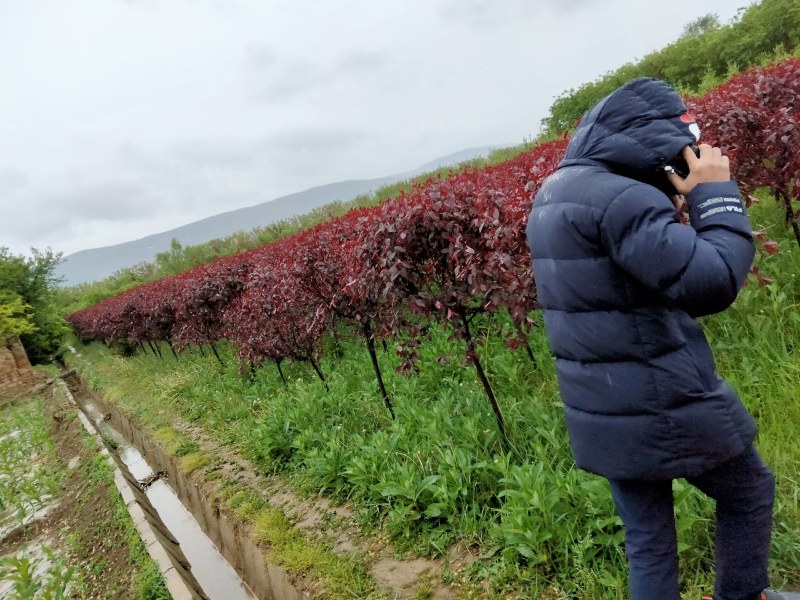 胸径5厘米香花槐，裸根截杆发货，甘肃本地货源