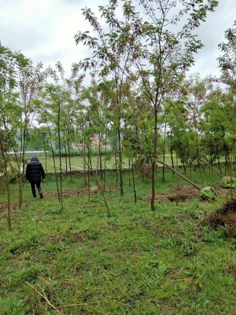 胸径5厘米香花槐，裸根截杆发货，甘肃本地货源