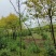 胸径5厘米香花槐，裸根截杆发货，甘肃本地货源