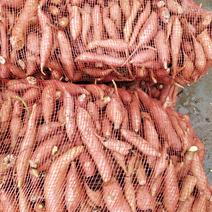 龙九西瓜红小次薯养殖场的客户看过来！量大量大！