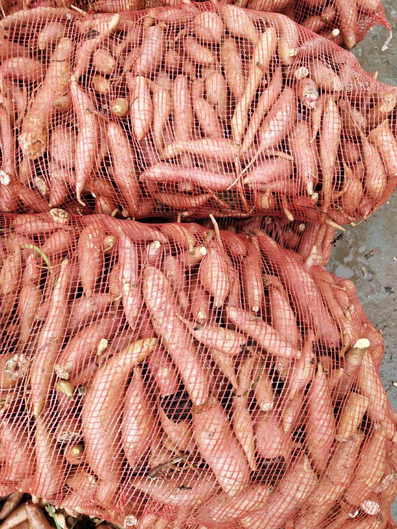 龙九西瓜红小次薯养殖场的客户看过来！量大量大！