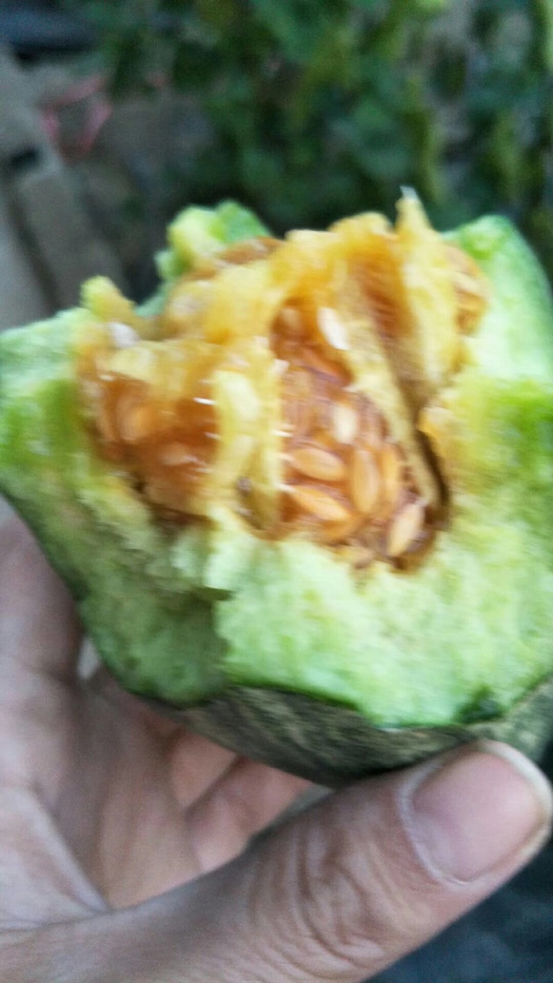 羊角蜜博洋9等等