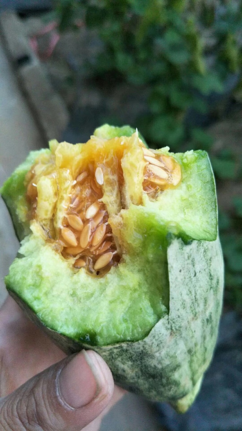 羊角蜜博洋9等等