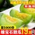绿宝甜瓜大量现货支持全国代发代购！线上线下均可一件代发