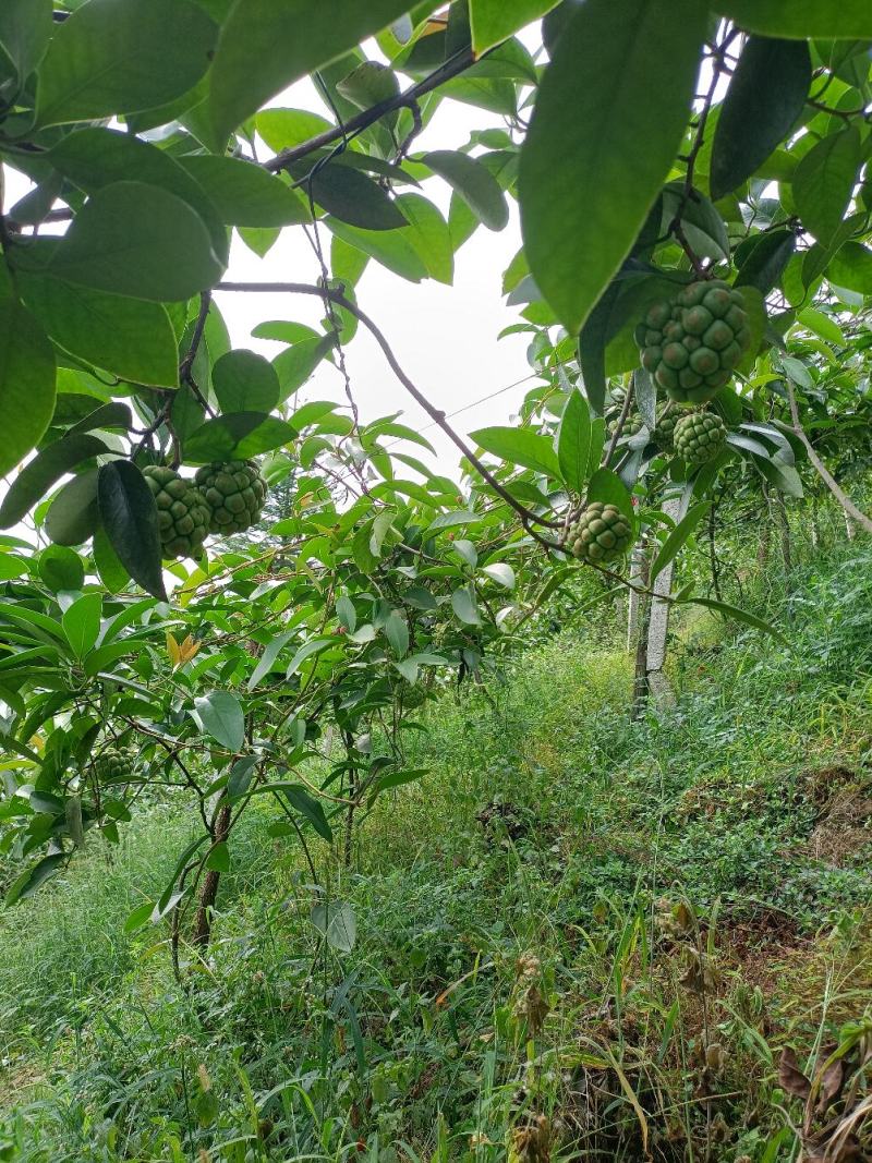 黑老虎果（布福娜）果药食合一养身奇特果原产地