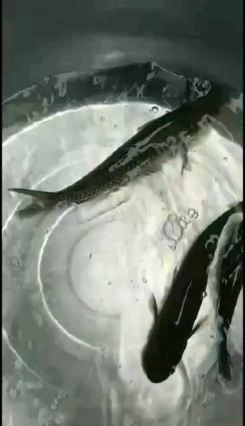 广草鱼苗，抗疫强，成活率高，欢迎订购
