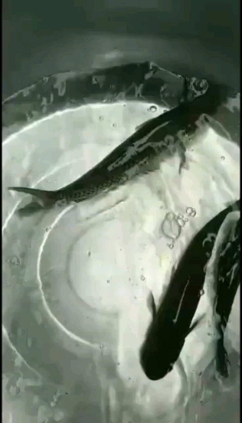 广草鱼苗，抗疫强，成活率高，欢迎订购