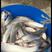 淡水银雪鱼苗，成活率高，长势快，优质鱼苗
