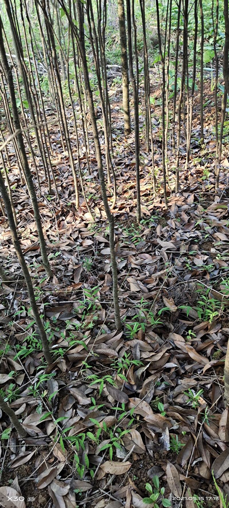 桂花苗桂花苗八月桂地径0.5～3公分任你选10起卖