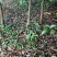 桂花苗桂花苗八月桂地径0.5～3公分任你选10起卖