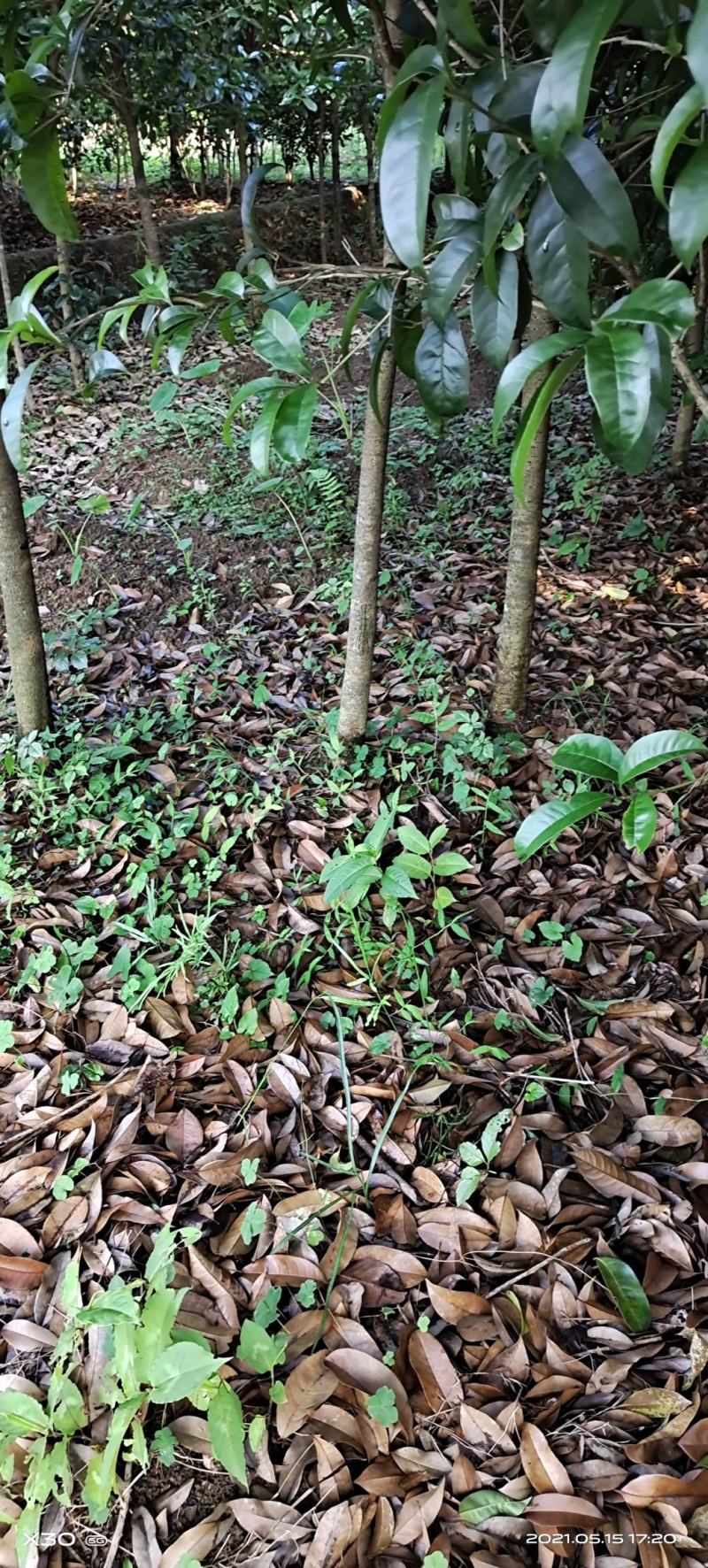 桂花苗桂花苗八月桂地径0.5～3公分任你选10起卖