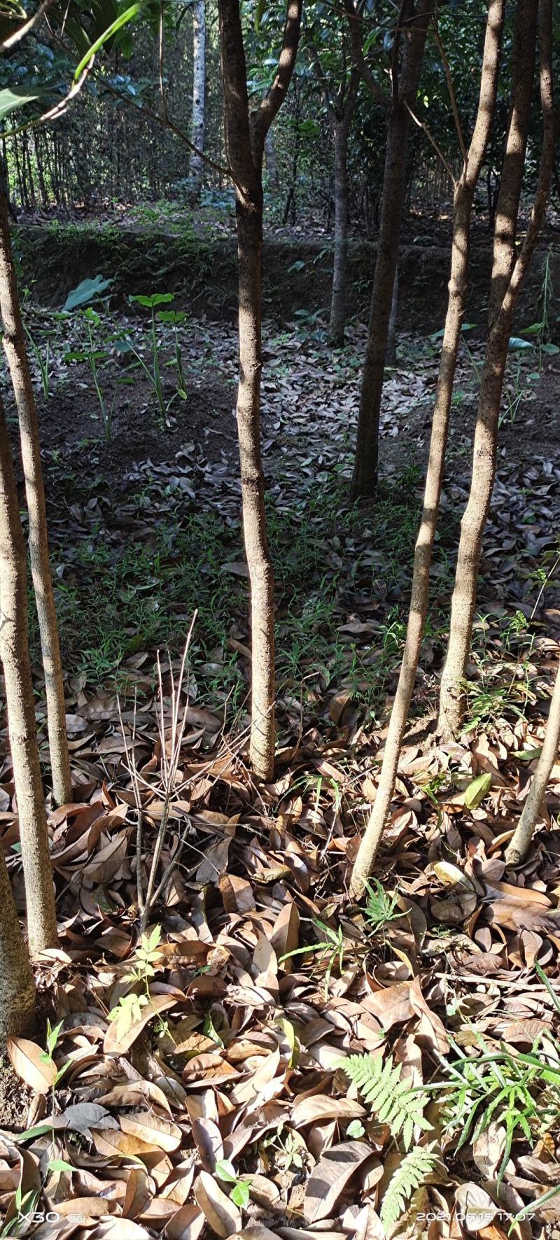 桂花苗桂花苗八月桂地径0.5～3公分任你选10起卖