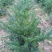 三尖杉地植苗，苗高1米，数量50000棵