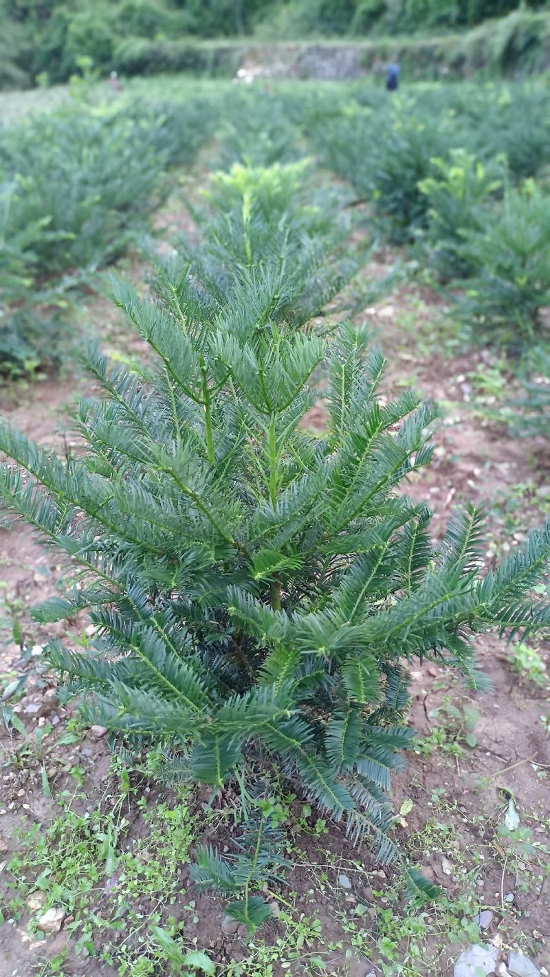 三尖杉地植苗，苗高1米，数量50000棵