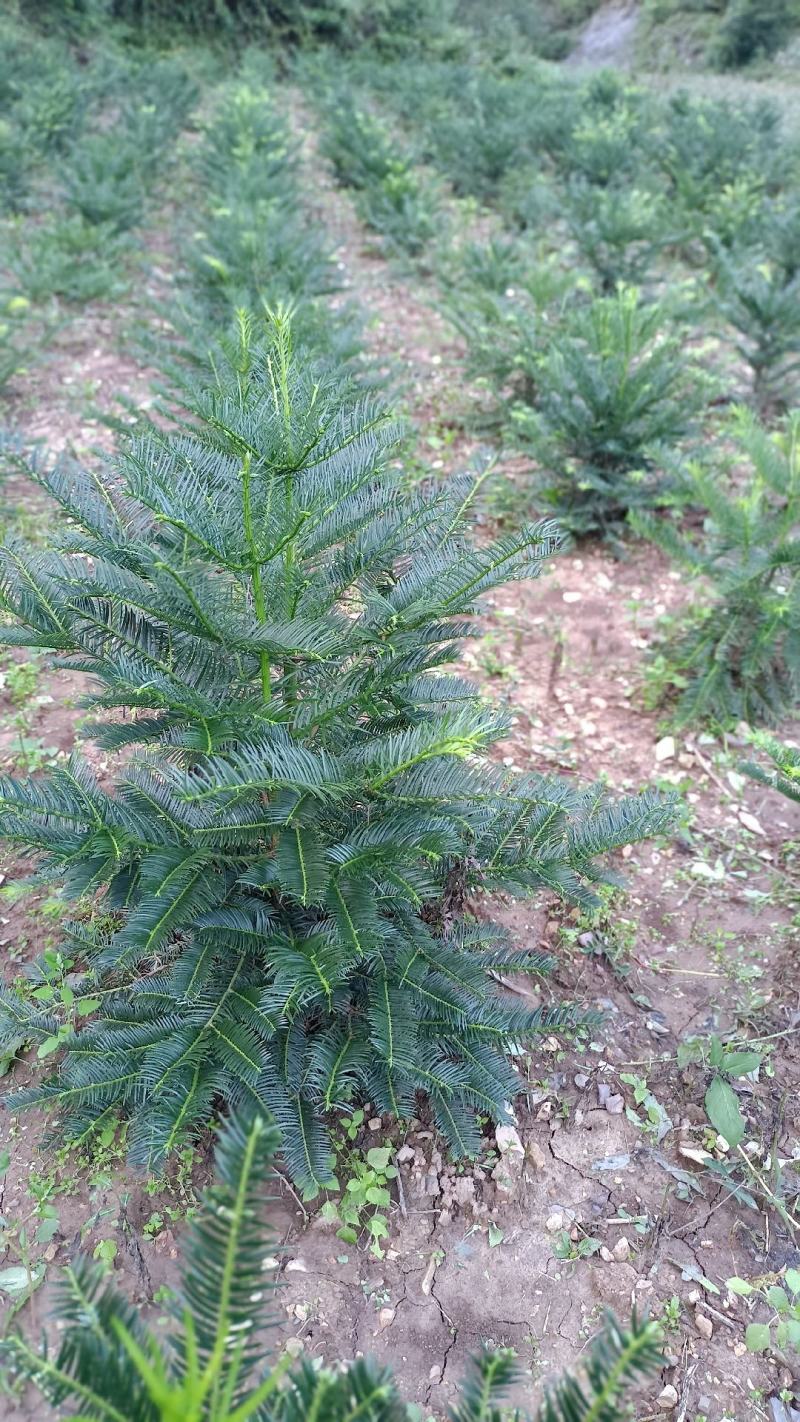 三尖杉地植苗，苗高1米，数量50000棵