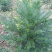 三尖杉地植苗，苗高1米，数量50000棵