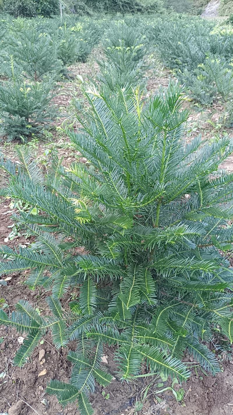 三尖杉地植苗，苗高1米，数量50000棵