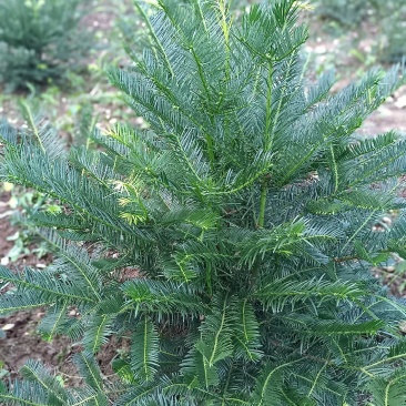 三尖杉地植苗，苗高1米，数量50000棵