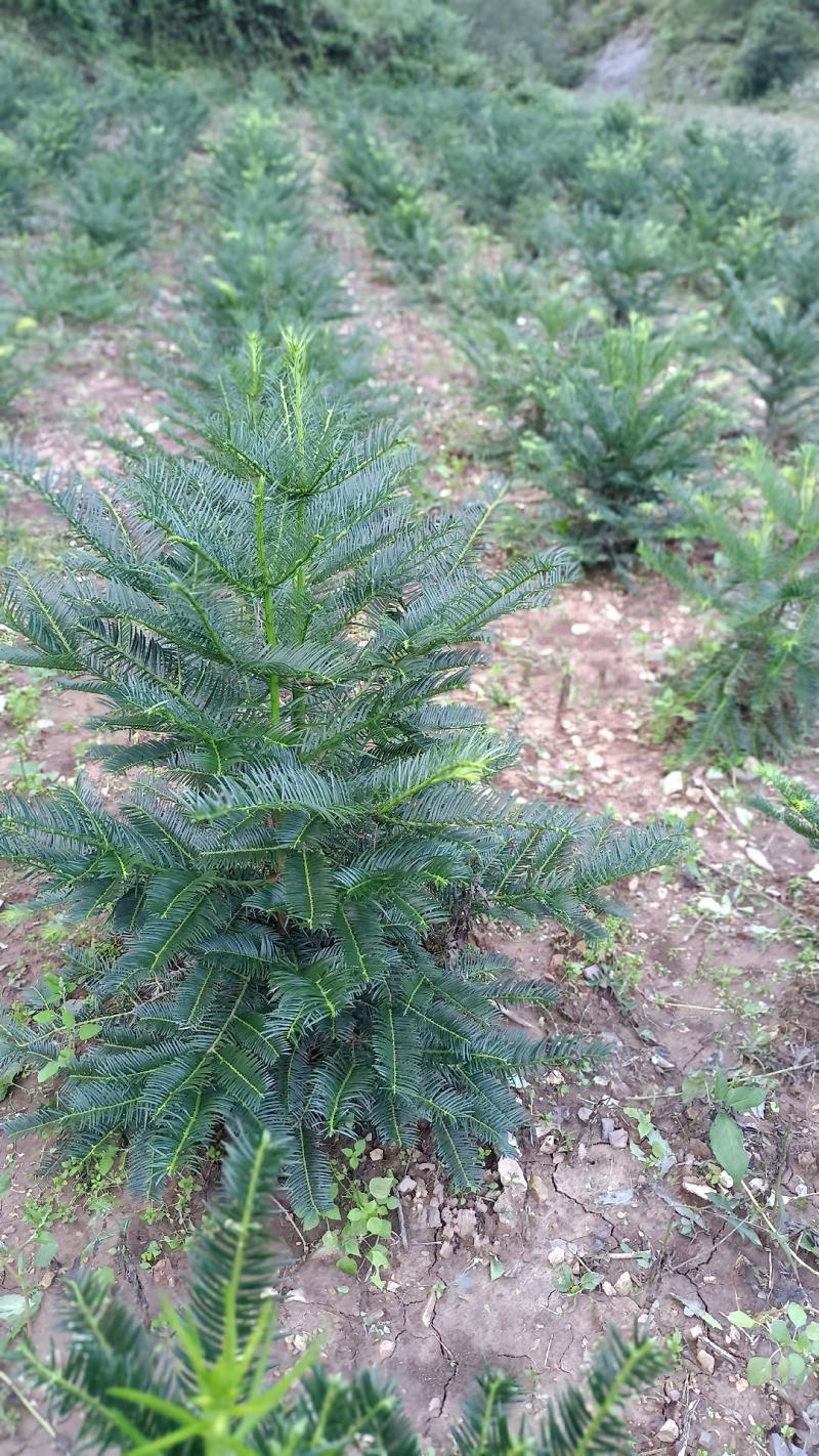 三尖杉地植苗，苗高1米，数量50000棵