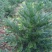 三尖杉地植苗，苗高1米，数量50000棵