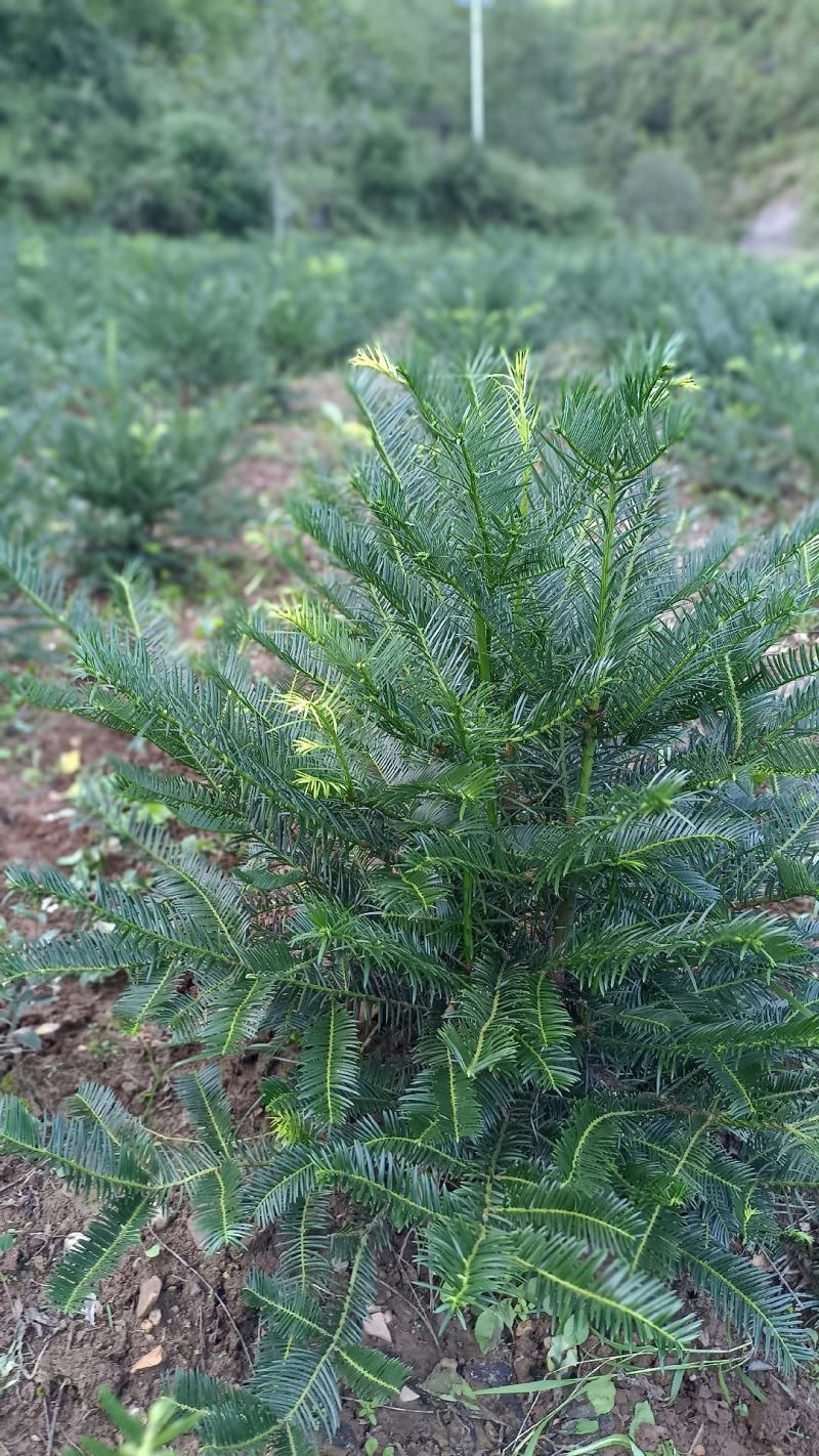 三尖杉地植苗，苗高1米，数量50000棵