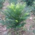 三尖杉地植苗，苗高1米，数量50000棵