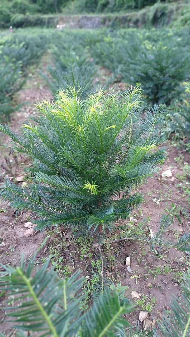 三尖杉地植苗，苗高1米，数量50000棵