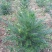 三尖杉地植苗，苗高1米，数量50000棵