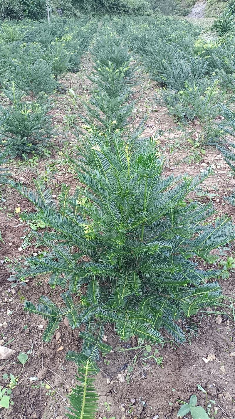 三尖杉地植苗，苗高1米，数量50000棵