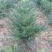 三尖杉地植苗，苗高1米，数量50000棵